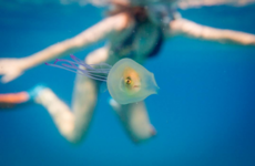 This photo of a fish swimming inside a jellyfish is blowing everyone's mind