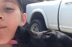 This little boy was caught secretly hugging his neighbour's dog after his own passed away
