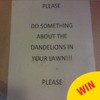 This neighbour had the best response to an angry note about their lawn flowers