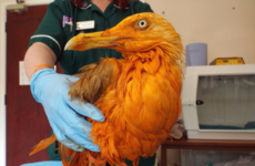 The internet is obsessed with this seagull that fell into a bucket of curry