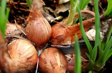 Thanks shallot - these little members of the onion family are finicky, but worth it
