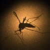 Brazil's health minister says "less than one tourist will be infected" with Zika virus