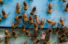 Leaving Cert students stung with bee breeding question, as everyday finances go overlooked