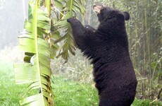 Four people killed in bear attacks in northern Japan