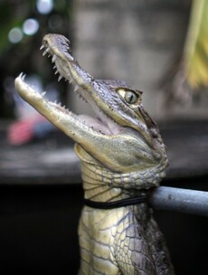 Animal underworld: Exotic pets seized from mobsters are being given a second chance