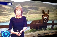 15 times Irish telly proved it's the most ridiculous thing in the world