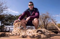 One word from Mike Ross and this cheetah would tear you limb from limb