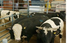 Opinion: Allowing animals to be exported from Ireland to Turkey is no victory