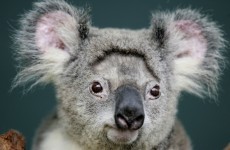 It's Friday so here's a slideshow of koalas from around the world