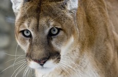 Mum saves boy (5) from being mauled by mountain lion