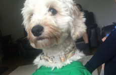 9 adorable Irish dogs backing the Boys in Green