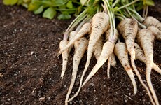 Earthy, homely and tasty: how to grow parsnips for this winter