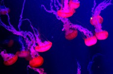 "You could almost walk across the bay on jellyfish": How New Jersey is tackling its sea-pests