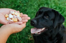 Malicious and cruel: what drives someone to poison a dog?