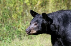 Woman attacked by bear while running New Mexico marathon