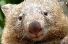 'We'll never forget your gorgeous waddle' - Tributes pour in for depressed wombat