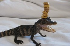 Someone has taken the Cheerio Challenge to the next level with their pet lizard