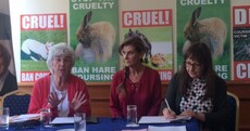 'This is not a sport, it's just cruelty': Irish TV and music stars support ban on hare coursing