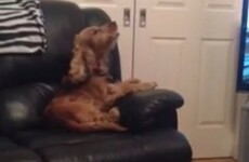 The Angelus on RTE is actually an amazing singalong for dogs