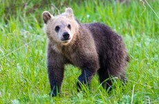 Beloved American grizzly bear cub killed in suspected hit-and-run