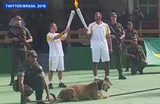 Jaguar used in Brazil Olympic torch ceremony shot dead