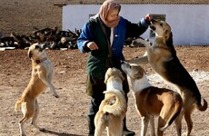 Iran authorities confiscate dogs in crackdown on 'vulgar Western culture'