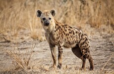 Hyena locks its jaws onto teenage boy's face in South Africa park