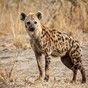 Hyena locks its jaws onto teenage boy's face in South Africa park