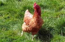 A Dublin company is building a giant energy plant to process chicken poo