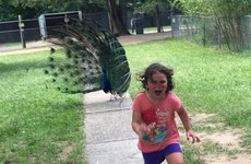 This little girl getting chased by a peacock at the zoo has turned into a gas meme