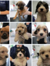 Twenty Irish bred puppies found crammed in car boot