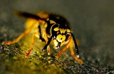 Father of two dies after being attacked by a swarm of wasps