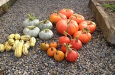Carve out a space in your garden for pumpkin