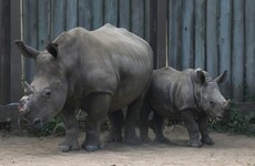 Head of Zimbabwe wildlife authority suspended after rhino horns go missing