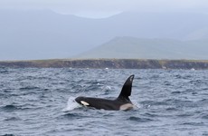 Killer whale spotted off the coast of Kerry