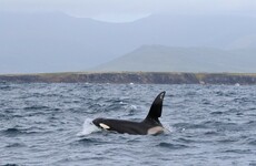 Killer whale spotted off the coast of Kerry
