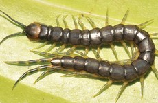 First-ever giant swimming, venomous centipede discovered by accident