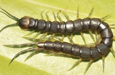 First-ever giant swimming, venomous centipede discovered by accident