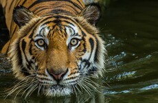 Tiger attacks and kills zookeeper in its cage