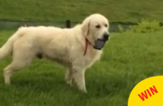 The boldest dog in Ireland stole a phone, with hilarious results