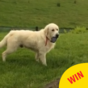 The boldest dog in Ireland stole a phone, with hilarious results