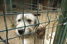 Dog owners surrendering pets to pounds to avoid paying for holiday kennels