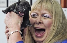 Your beloved dead family dog 'reborn'. Animal cloning is big business