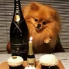The Rich Dogs of London lead better lives than most humans