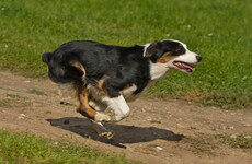 Girl given €25,000 after being knocked down while chasing her dog