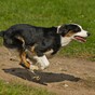 Girl given €25,000 after being knocked down while chasing her dog