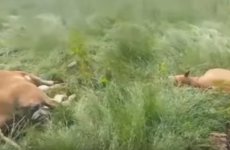 Army shoot dead five cows as part of emergency culling in Monaghan