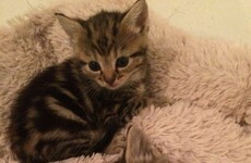 These cute kittens in Phibsboro look like they are getting a brand new home