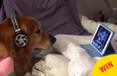 People are getting very emotional over this dog watching puppy videos to relax