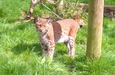Extensive search underway for lynx which broke loose from Devon Zoo